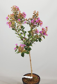 Lagerstoemia 'Milavio'