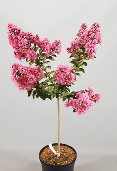 Lagerstroemia 'Pink Crepe Myrtle'