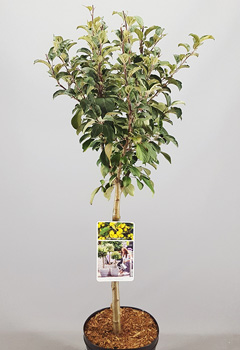 Malus 'Golden Hornet'