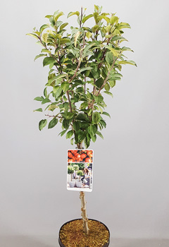 Malus 'Red Sentinel'