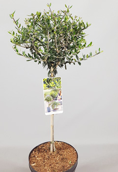 Olea europaea
