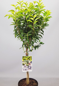 Prunus lusitanica 'Angustifolia'