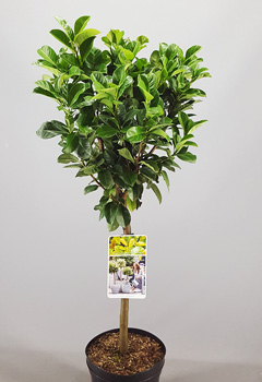 Prunus lair. 'Etna'&reg;