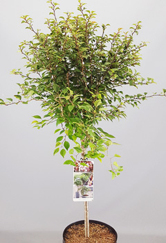 Prunus incisa 'Kojou-no-mai'