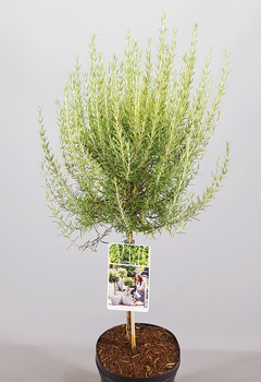 Rosmarinus officinalis