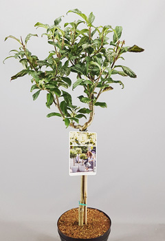 Syringa v. 'Agnes Smith'